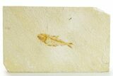 Bargain, Fossil Fish (Diplomystus) - Wyoming #363800-1